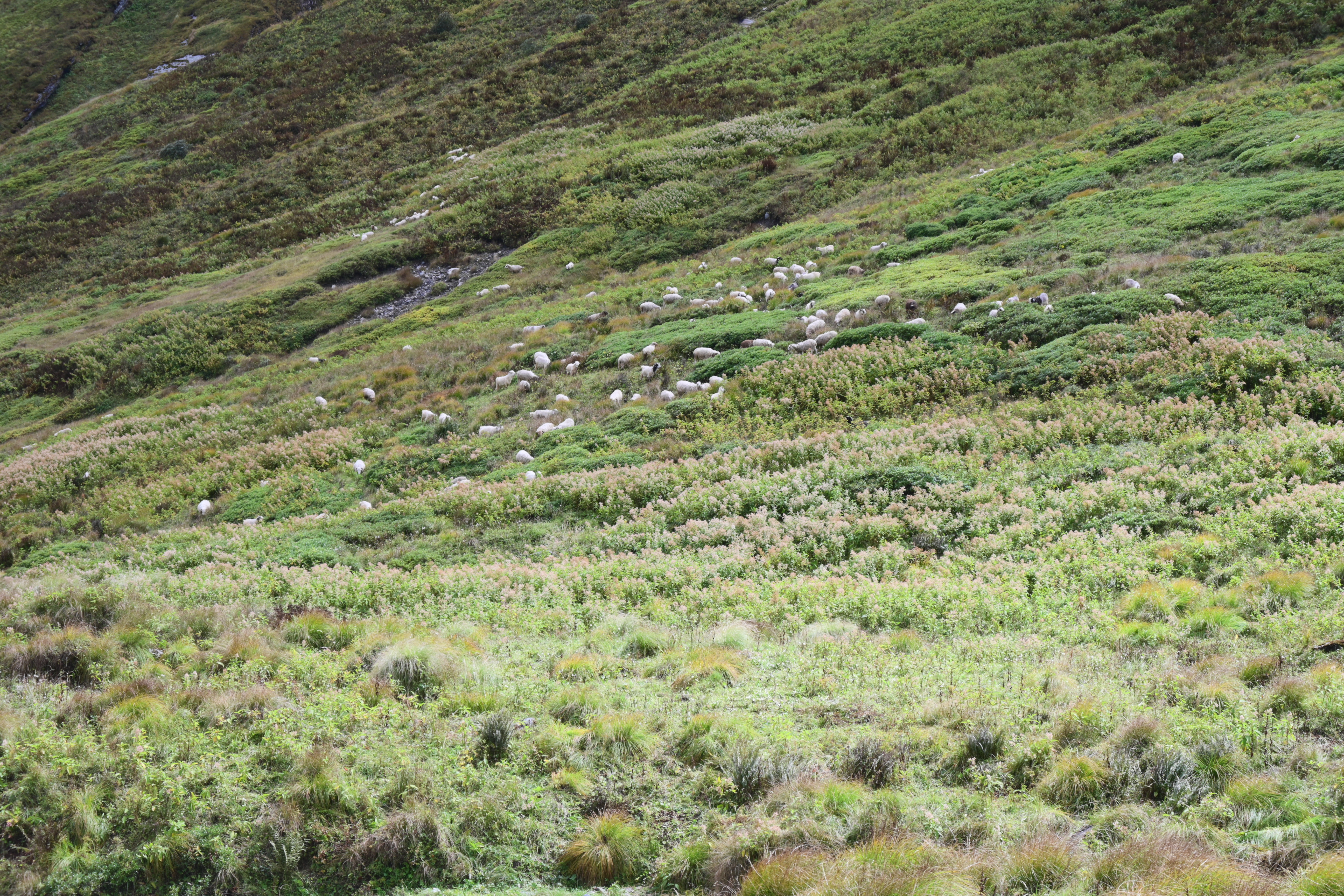 海拔4000米处的草地和山羊